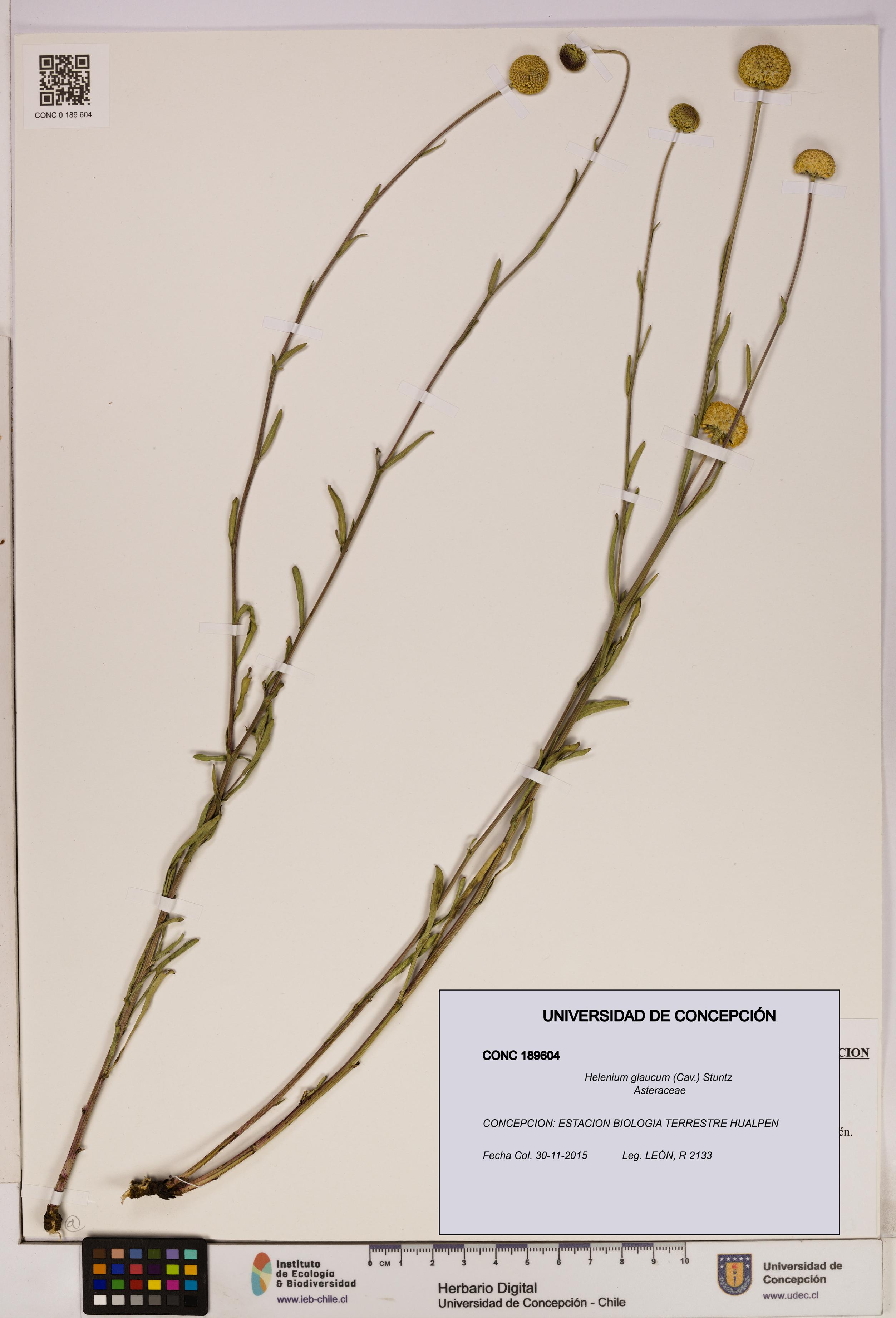 Helenium glaucum [Espécimen: UDEC:CONC:0189604]