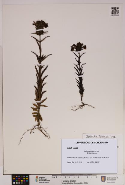 Bellardia trixago [Espécimen: UDEC:CONC:0189608]