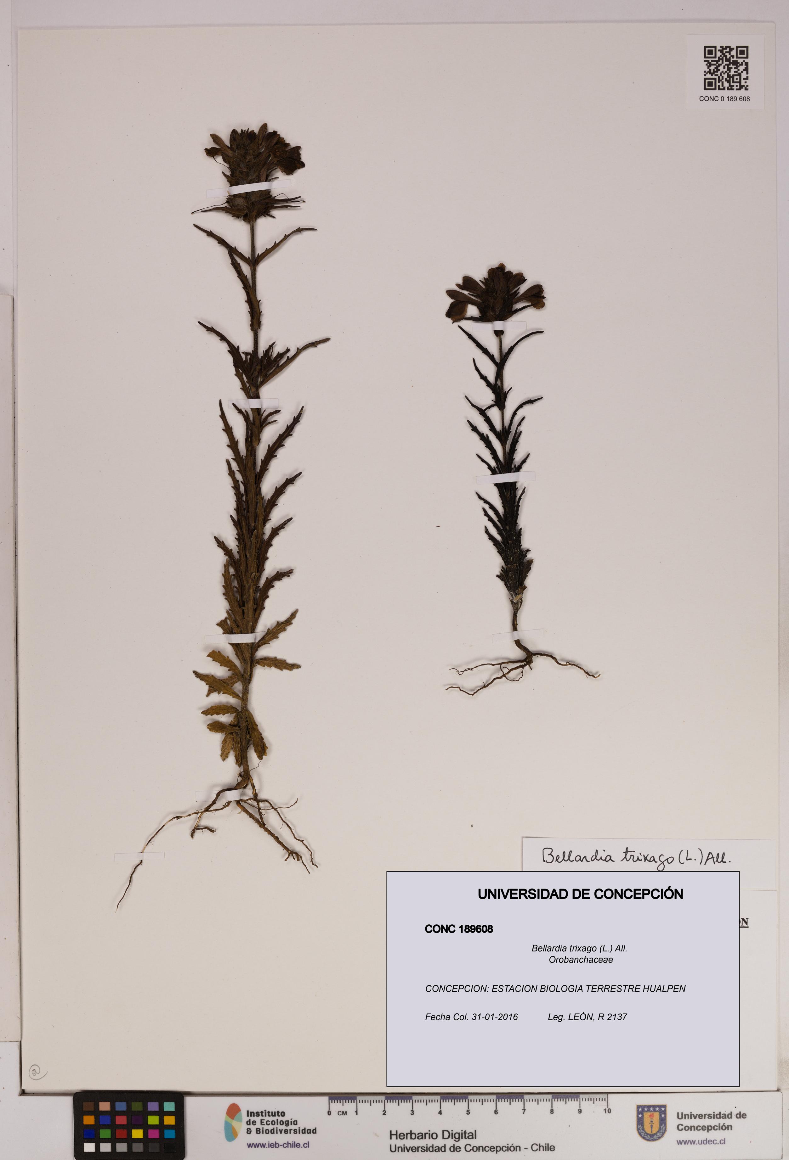 Bellardia trixago [Espécimen: UDEC:CONC:0189608]