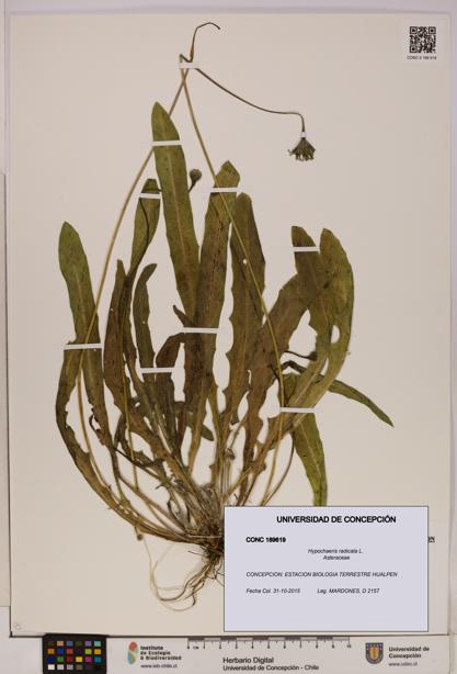 Hypochaeris radicata [Espécimen: UDEC:CONC:0189619]