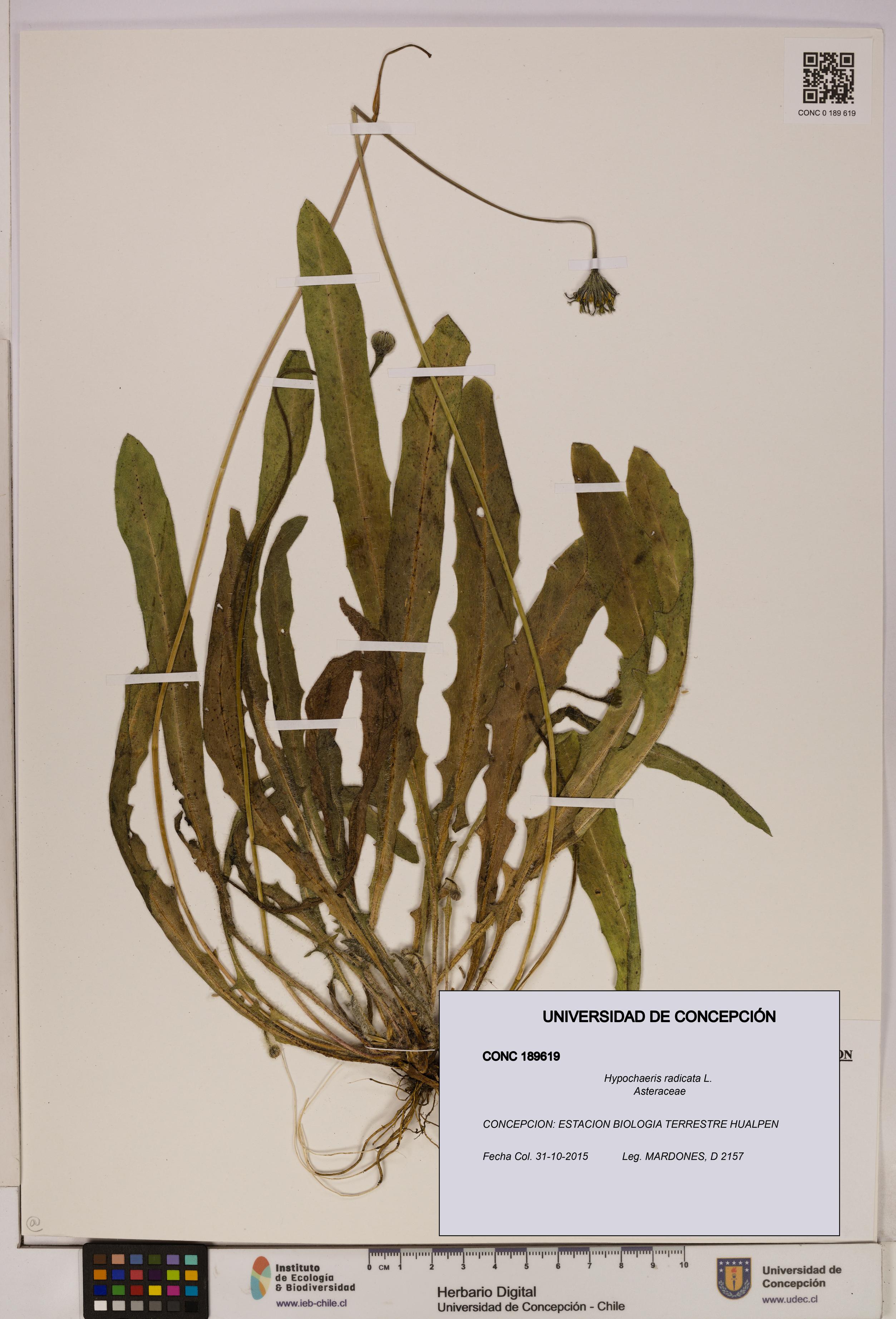 Hypochaeris radicata [Espécimen: UDEC:CONC:0189619]