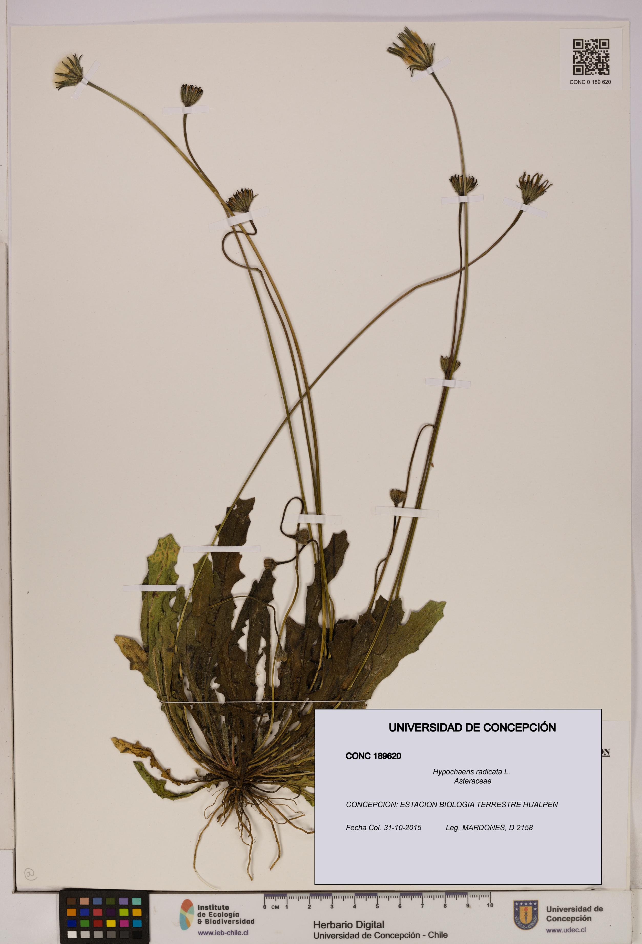 Hypochaeris radicata [Espécimen: UDEC:CONC:0189620]