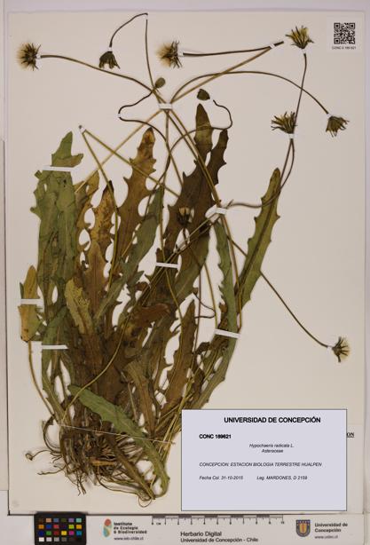 Hypochaeris radicata [Espécimen: UDEC:CONC:0189621]