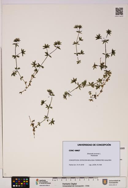 Sherardia arvensis [Espécimen: UDEC:CONC:0189627]