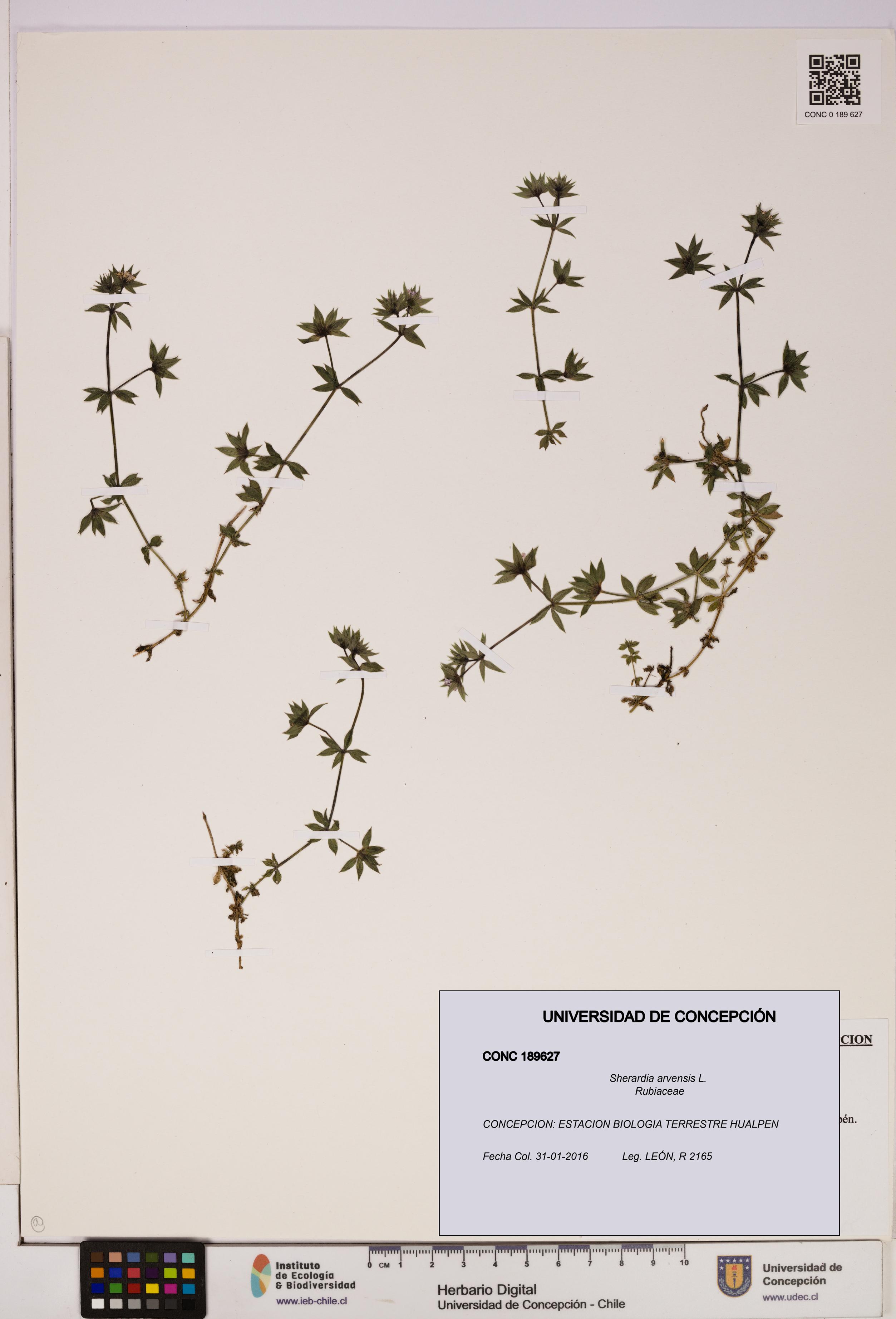 Sherardia arvensis [Espécimen: UDEC:CONC:0189627]