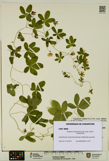 Tropaeolum ciliatum subsp. ciliatum [Espécimen: UDEC:CONC:0189629]