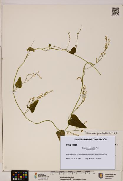 Dioscorea pedicellata [Espécimen: ]