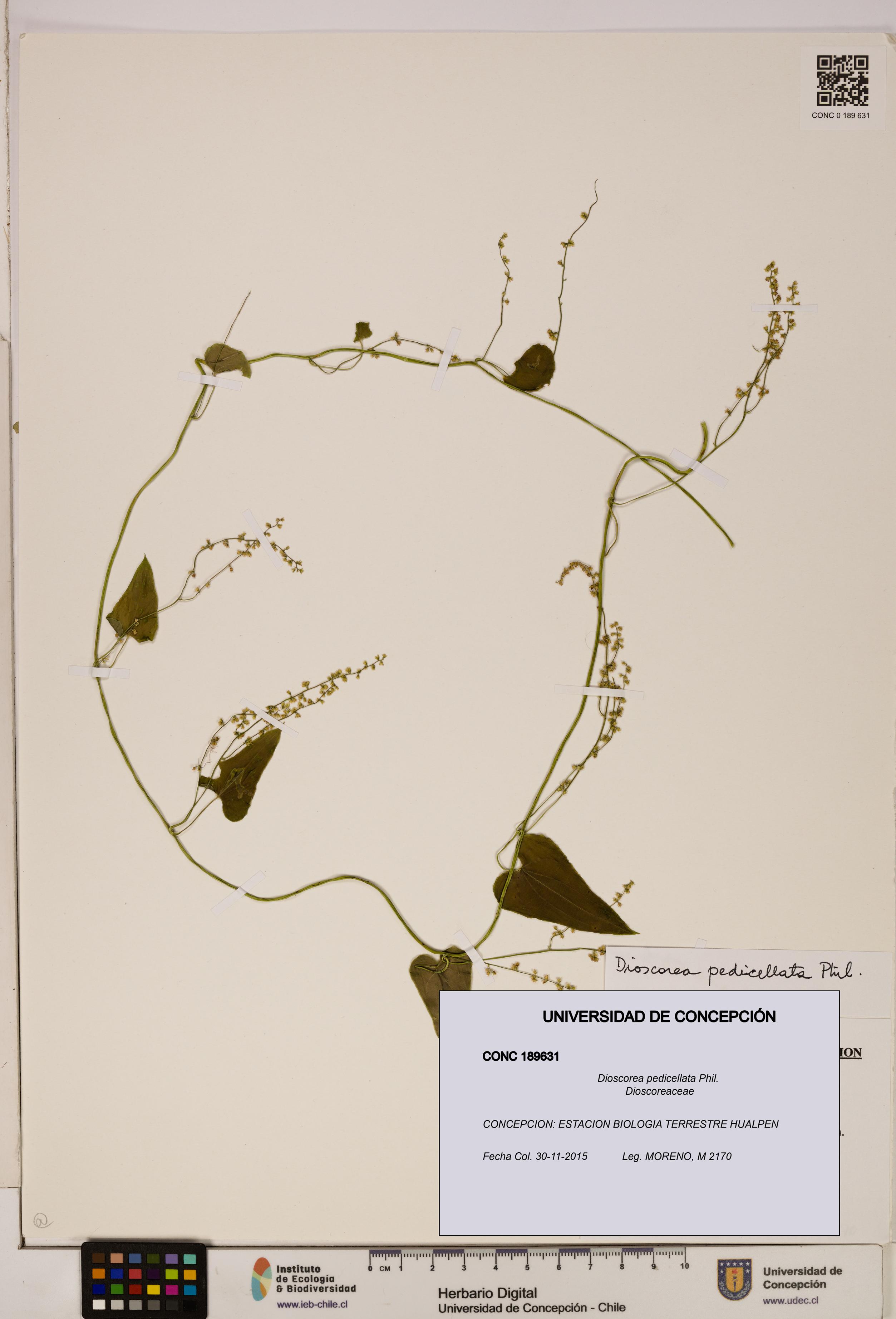 Dioscorea pedicellata [Espécimen: ]
