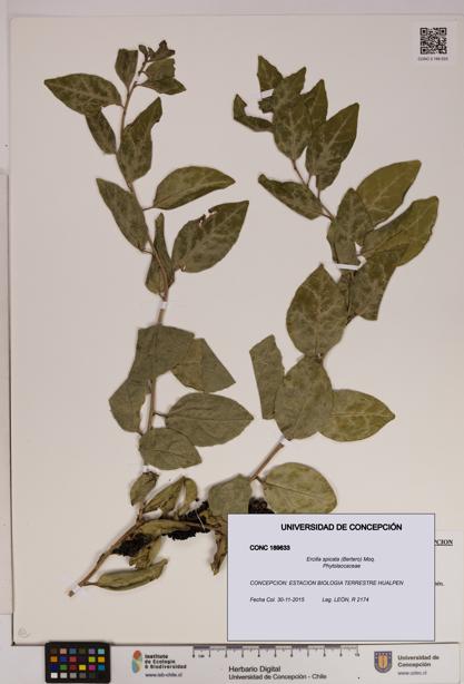 Ercilla spicata [Espécimen: UDEC:CONC:0189633]