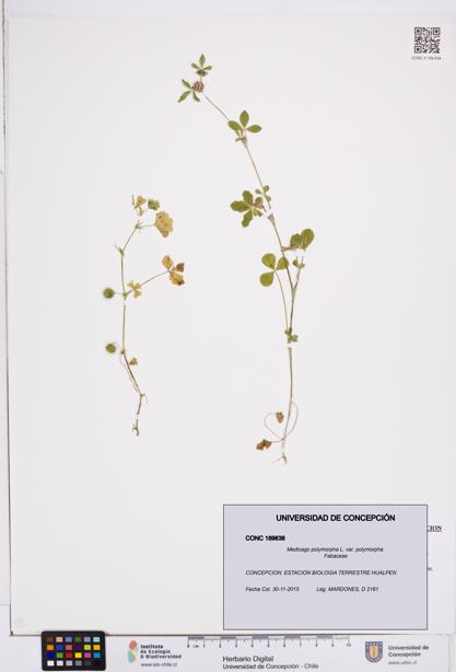 Medicago polymorpha var. polymorpha [Espécimen: ]