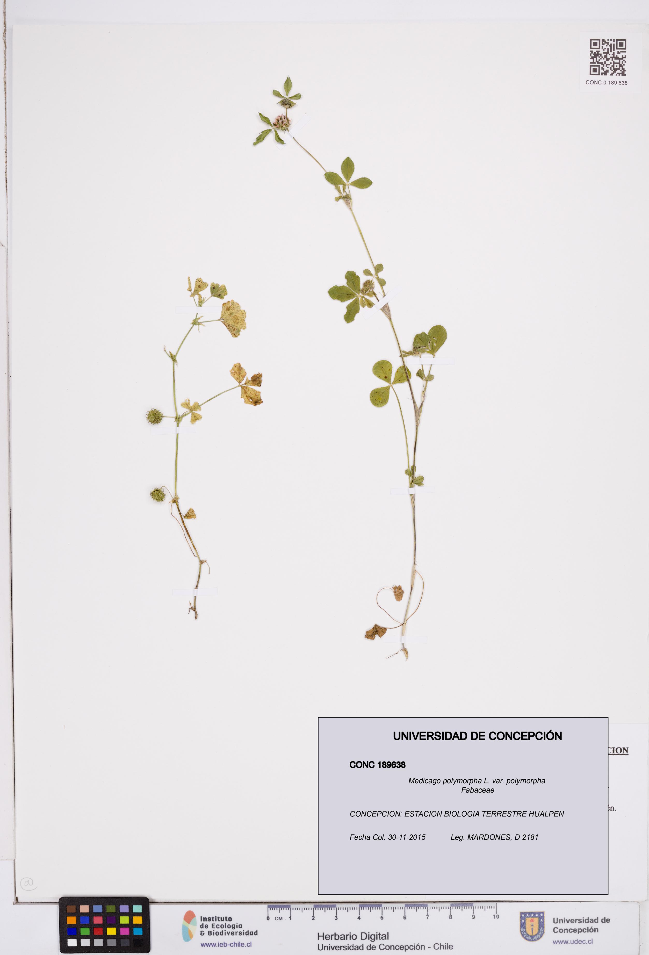 Medicago polymorpha var. polymorpha [Espécimen: ]