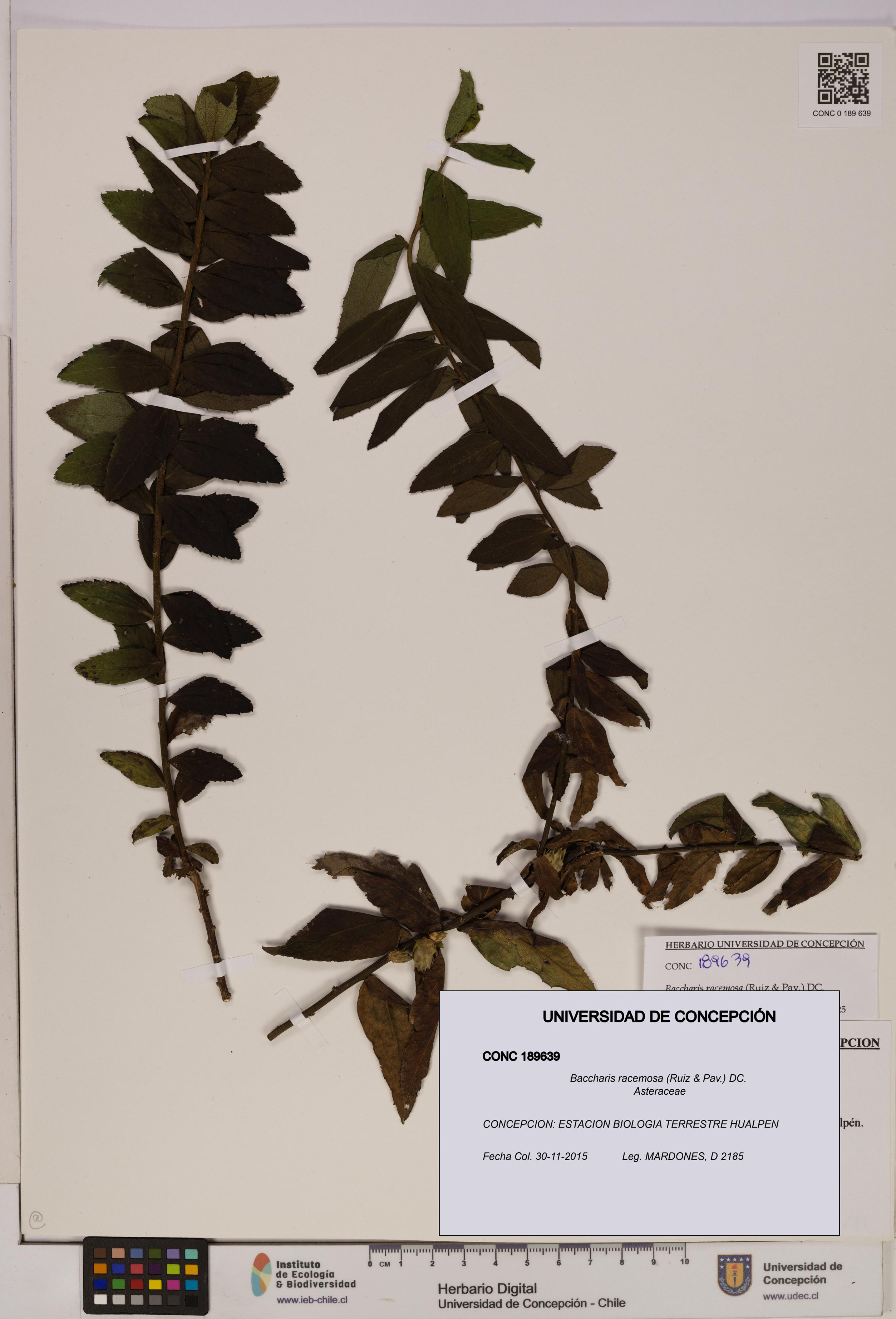 Baccharis racemosa [Espécimen: UDEC:CONC:0189639]