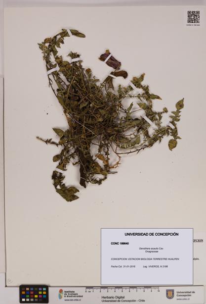 Oenothera acaulis [Espécimen: UDEC:CONC:0189640]