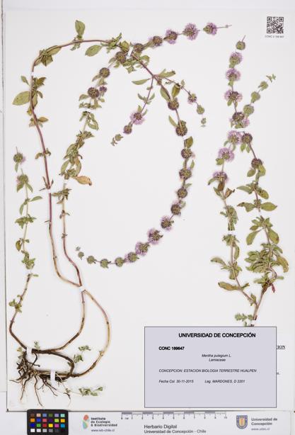 Mentha pulegium [Espécimen: ]
