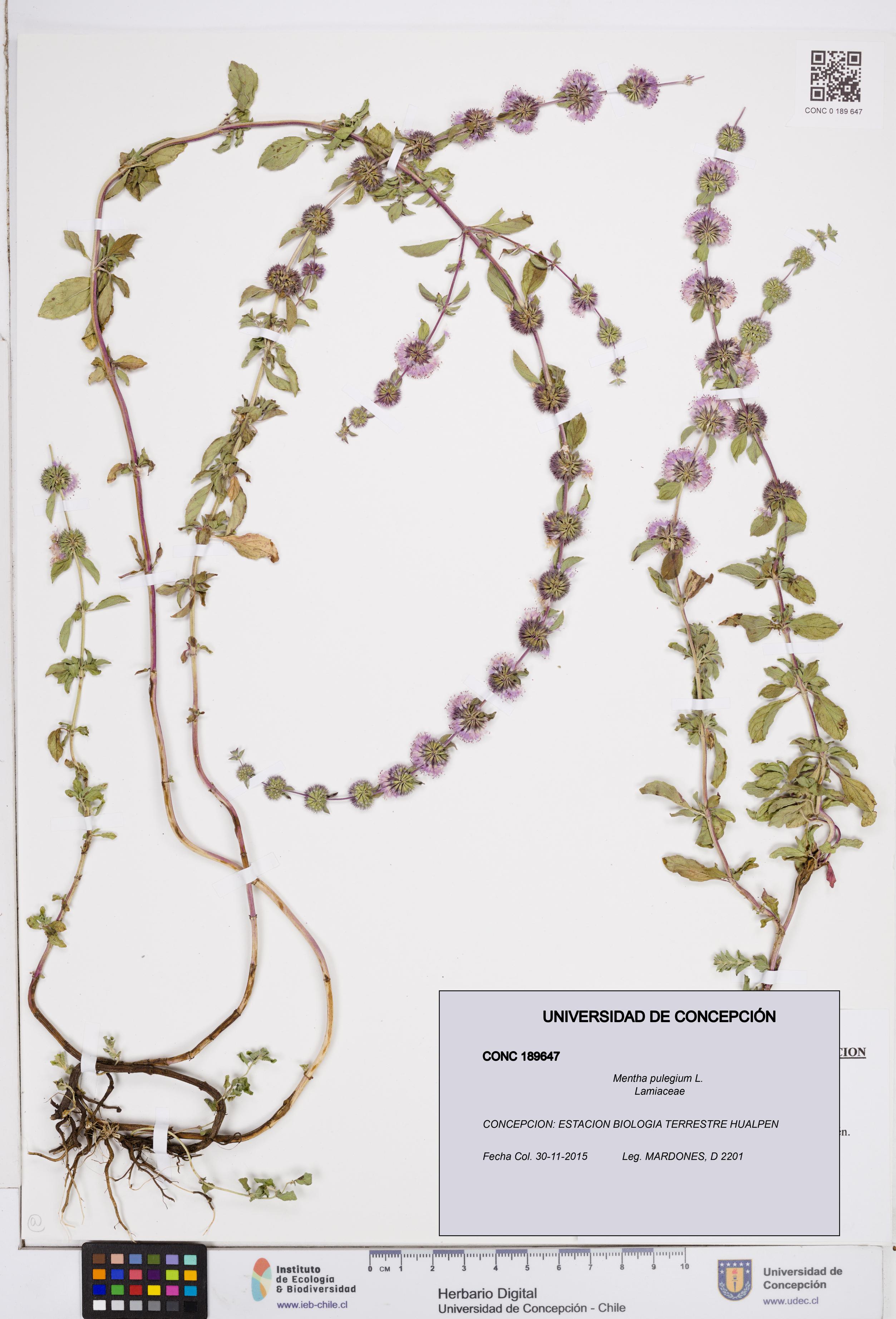 Mentha pulegium [Espécimen: ]