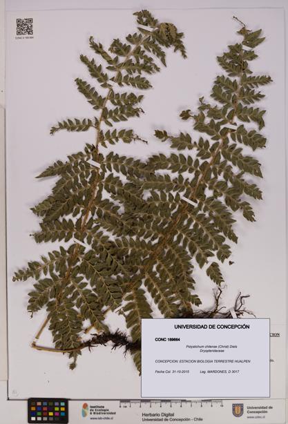 Polystichum chilense [Espécimen: UDEC:CONC:0189664]