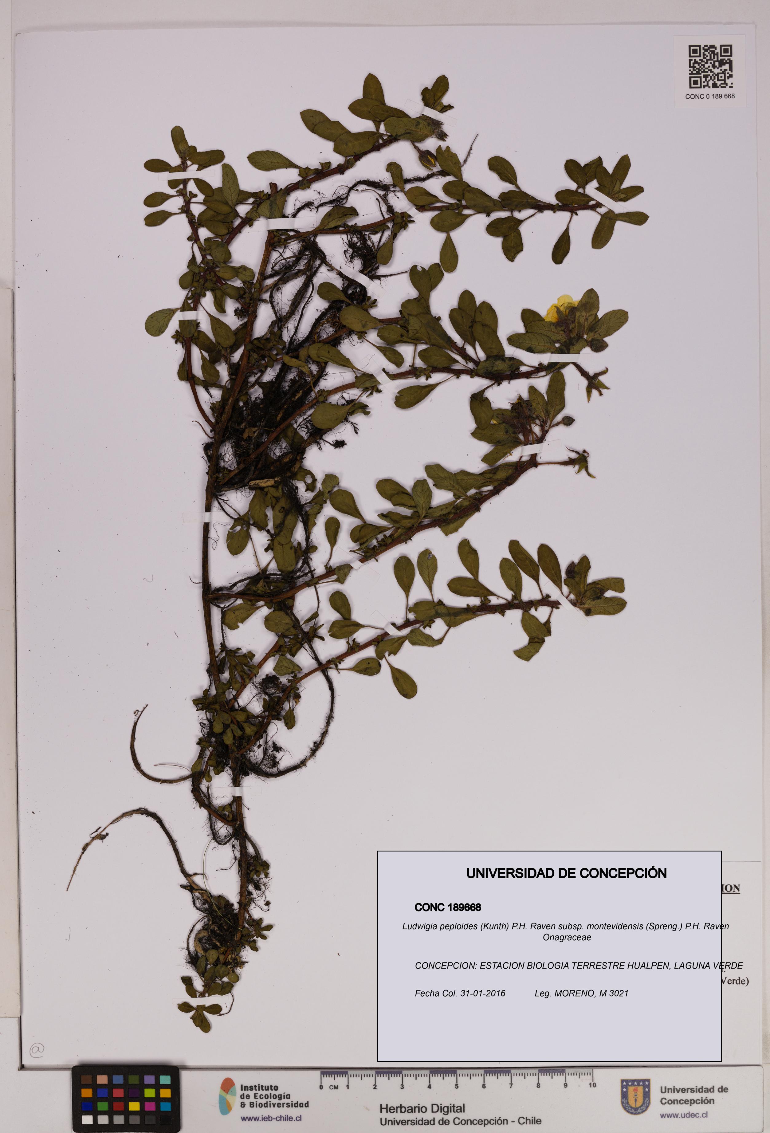 Ludwigia peploides [Espécimen: UDEC:CONC:0189668]