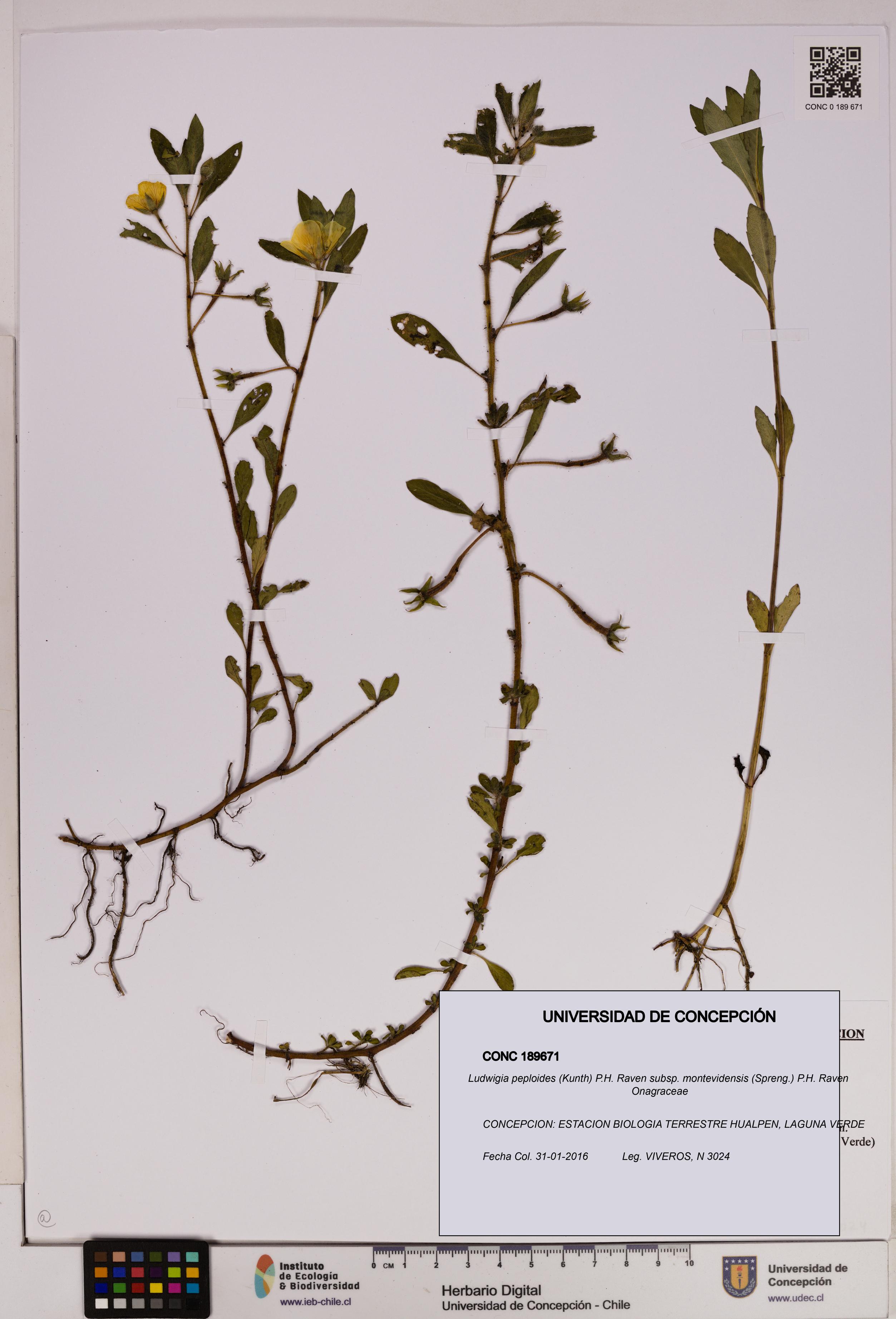 Ludwigia peploides [Espécimen: UDEC:CONC:0189671]