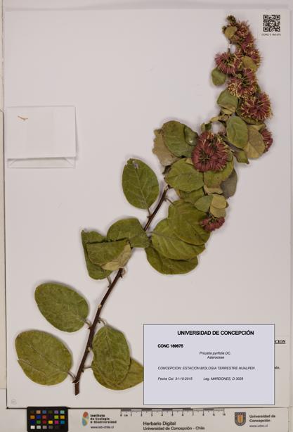 Proustia pyrifolia [Espécimen: UDEC:CONC:0189675]