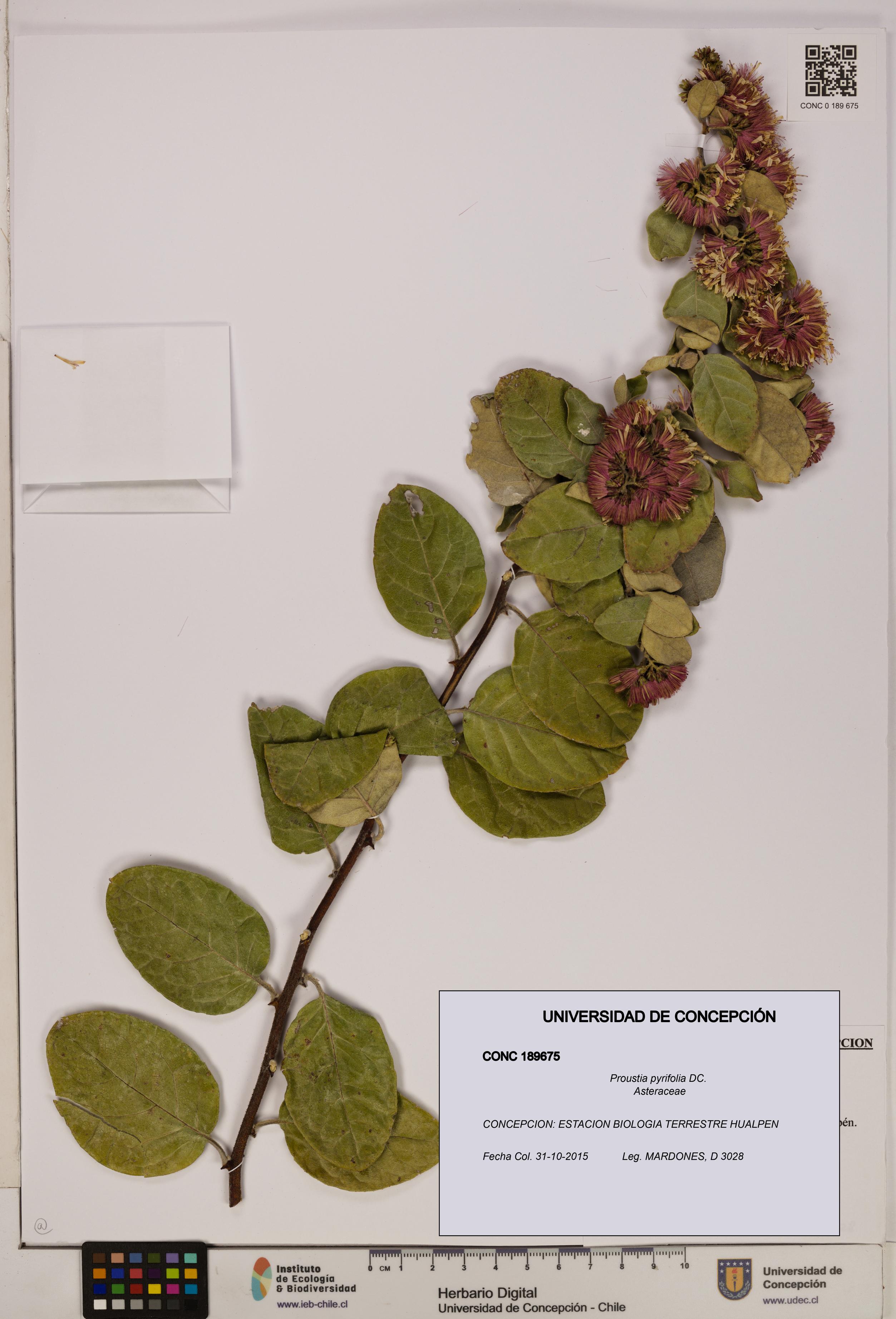 Proustia pyrifolia [Espécimen: UDEC:CONC:0189675]