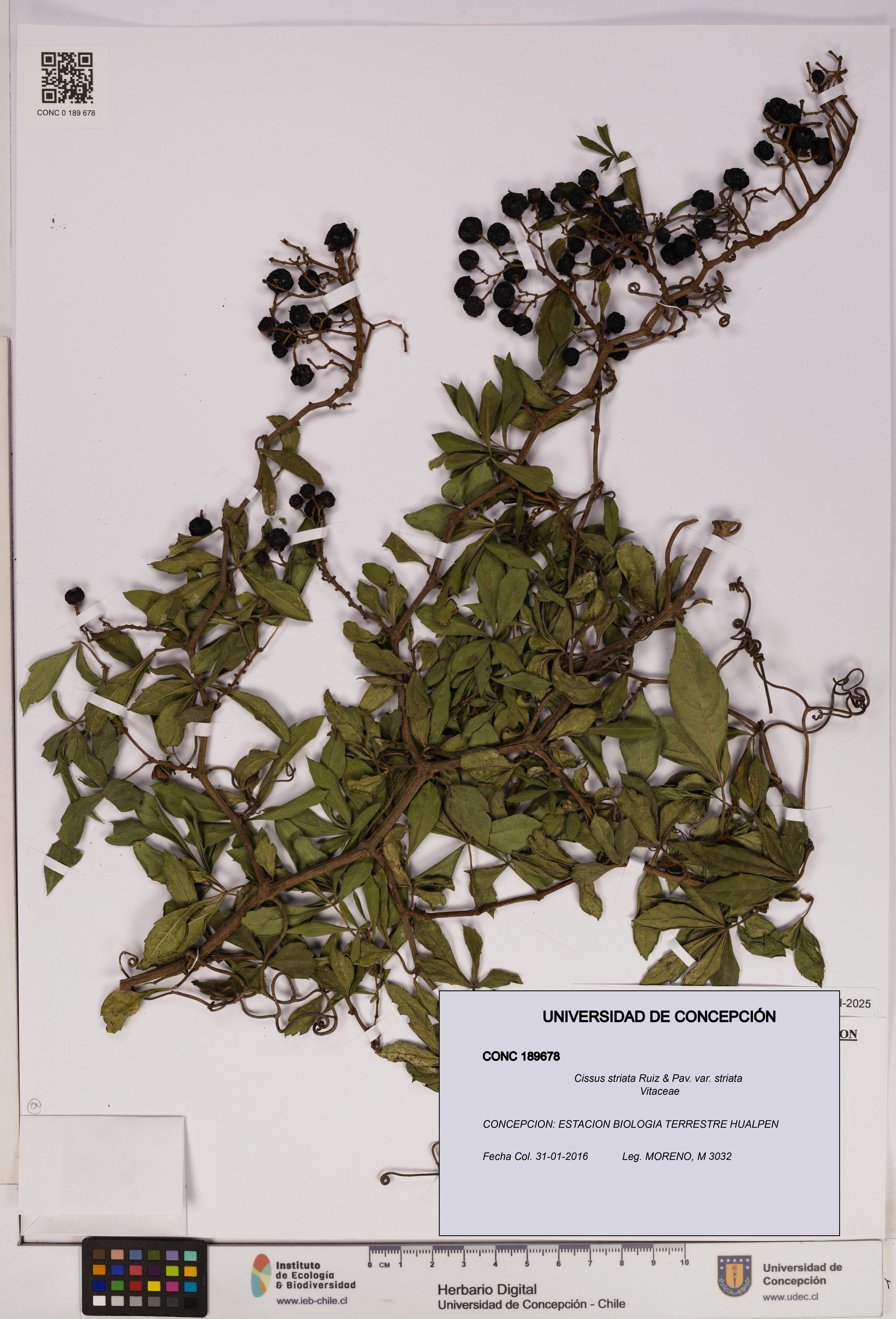 Cissus striata var. striata [Espécimen: UDEC:CONC:0189678]