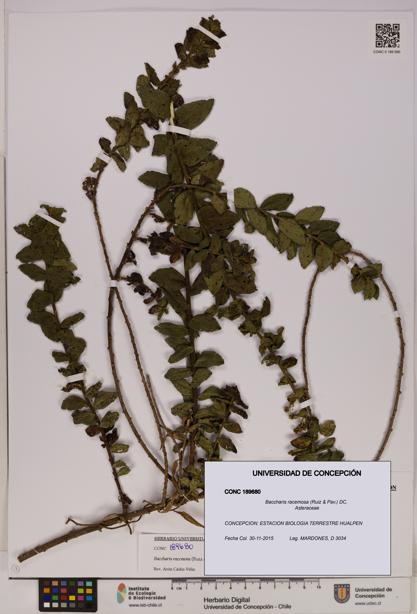 Baccharis racemosa [Espécimen: UDEC:CONC:0189680]