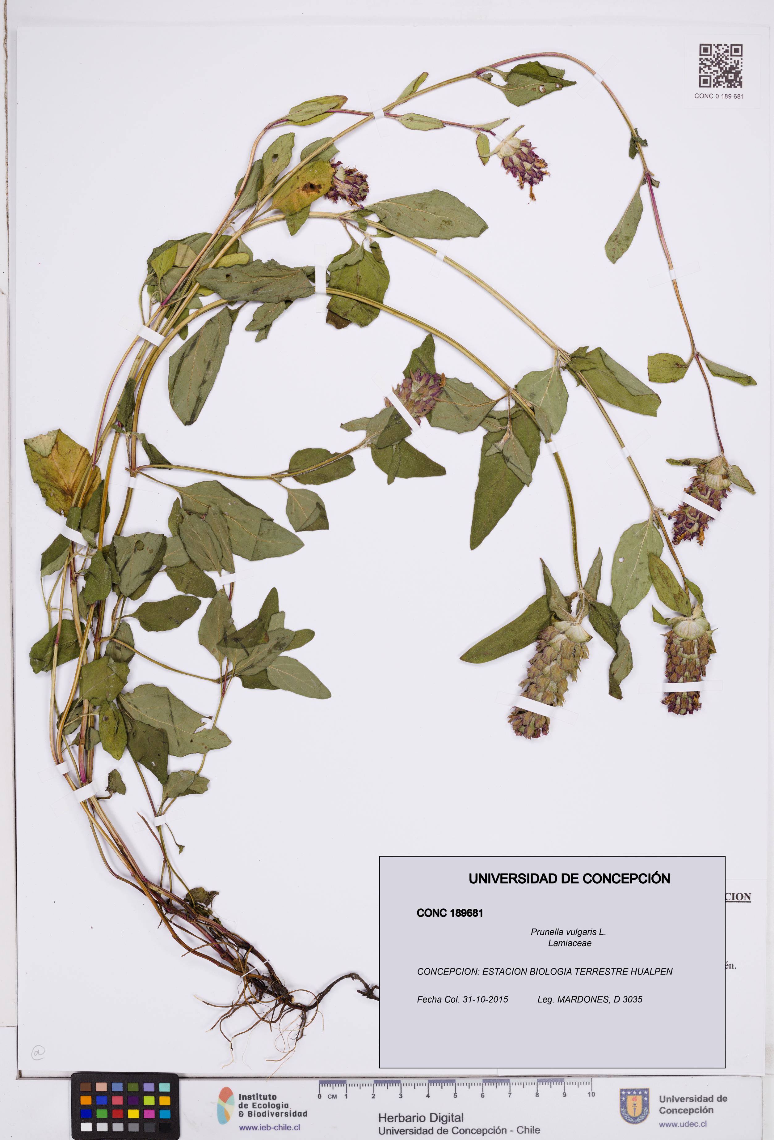 Prunella vulgaris [Espécimen: ]