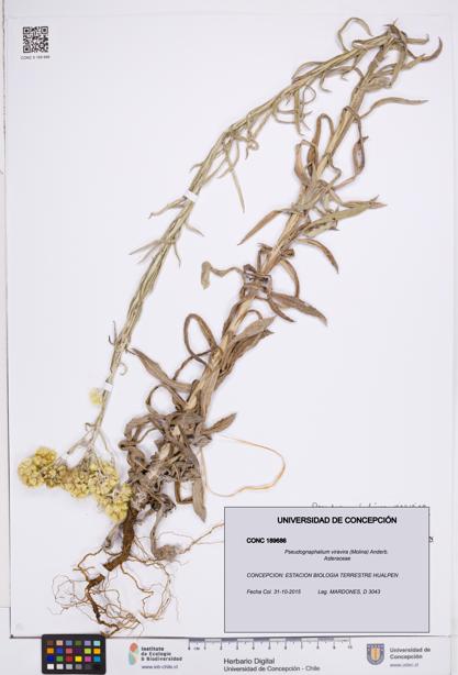 Pseudognaphalium viravira [Espécimen: ]