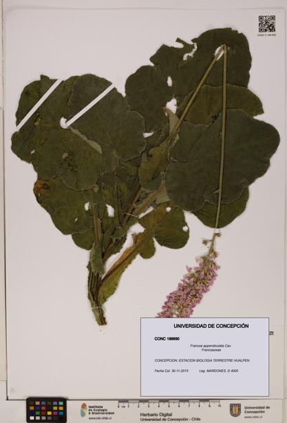 Francoa appendiculata [Espécimen: ]