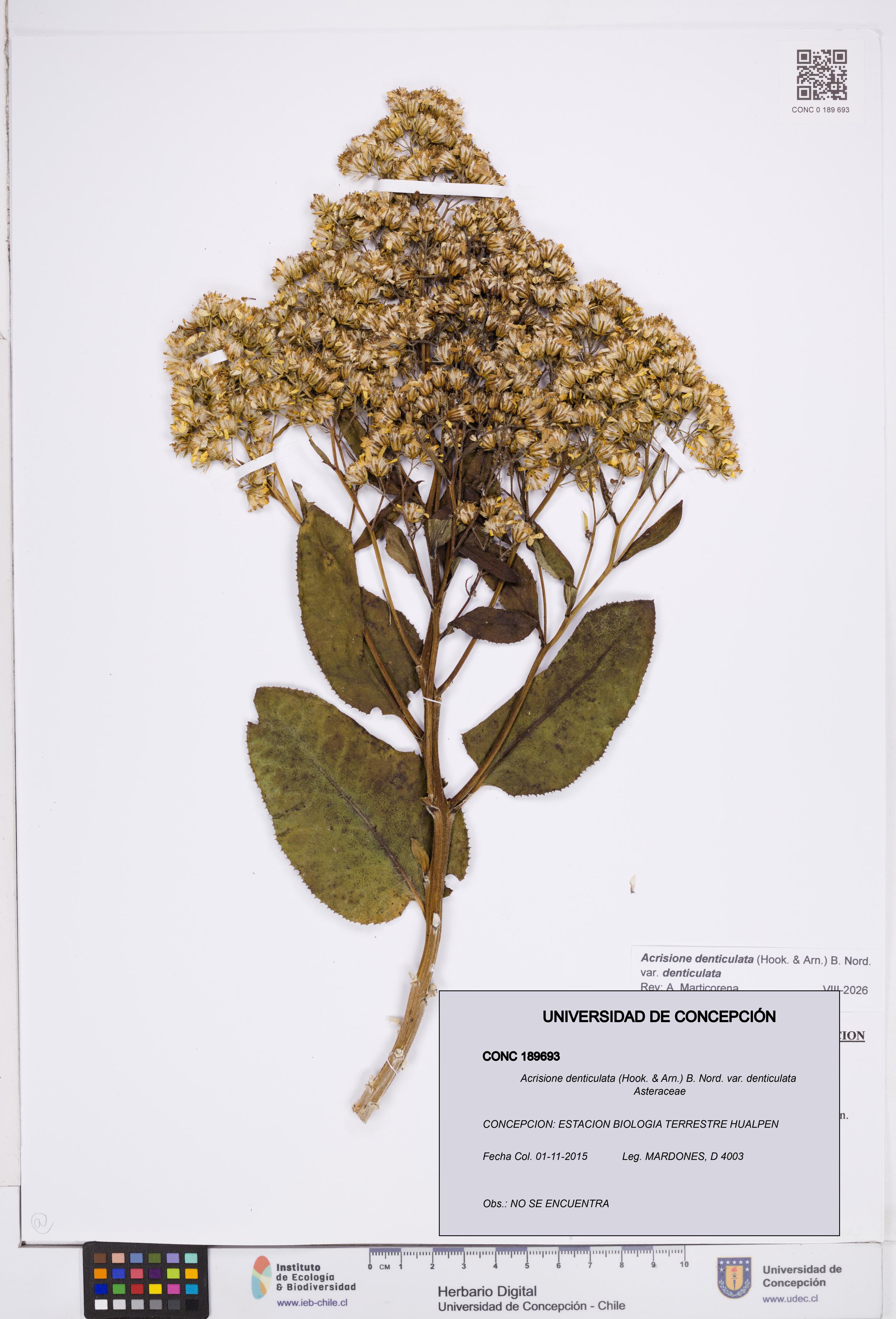 Acrisione denticulata var. denticulata [Espécimen: ]