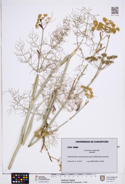 Foeniculum vulgare [Espécimen: ]