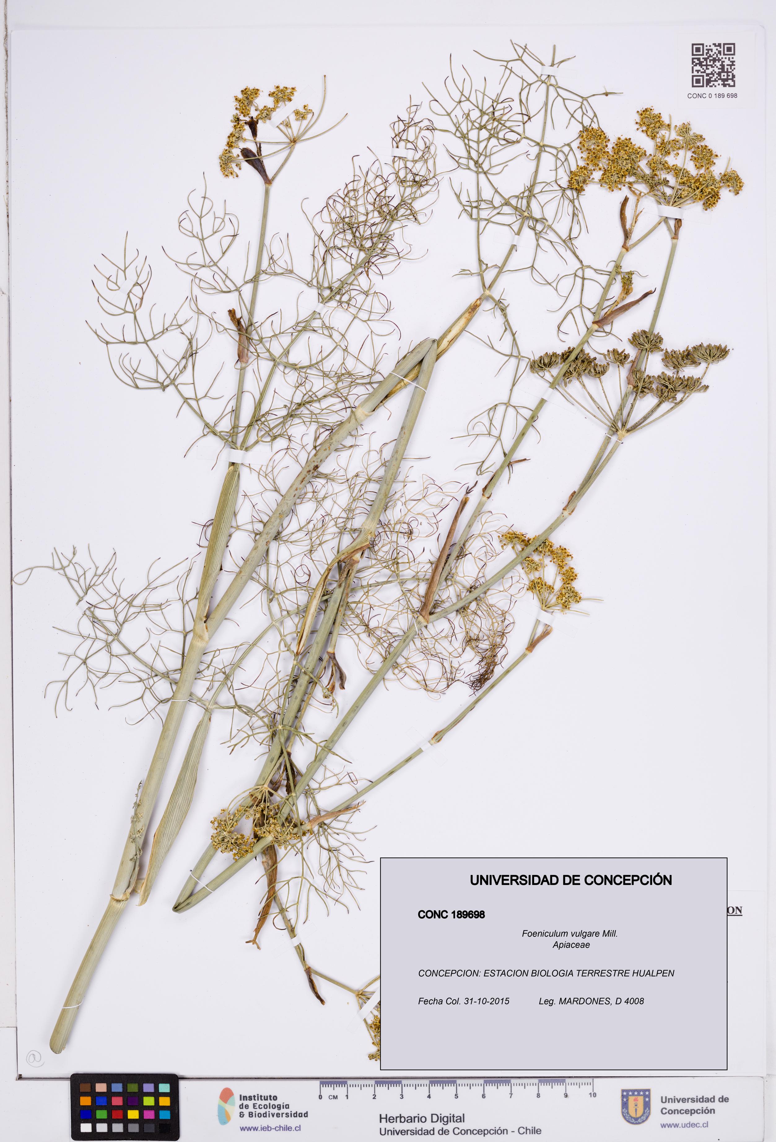 Foeniculum vulgare [Espécimen: ]