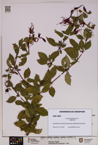 Fuchsia magellanica [Espécimen: UDEC:CONC:0189701]