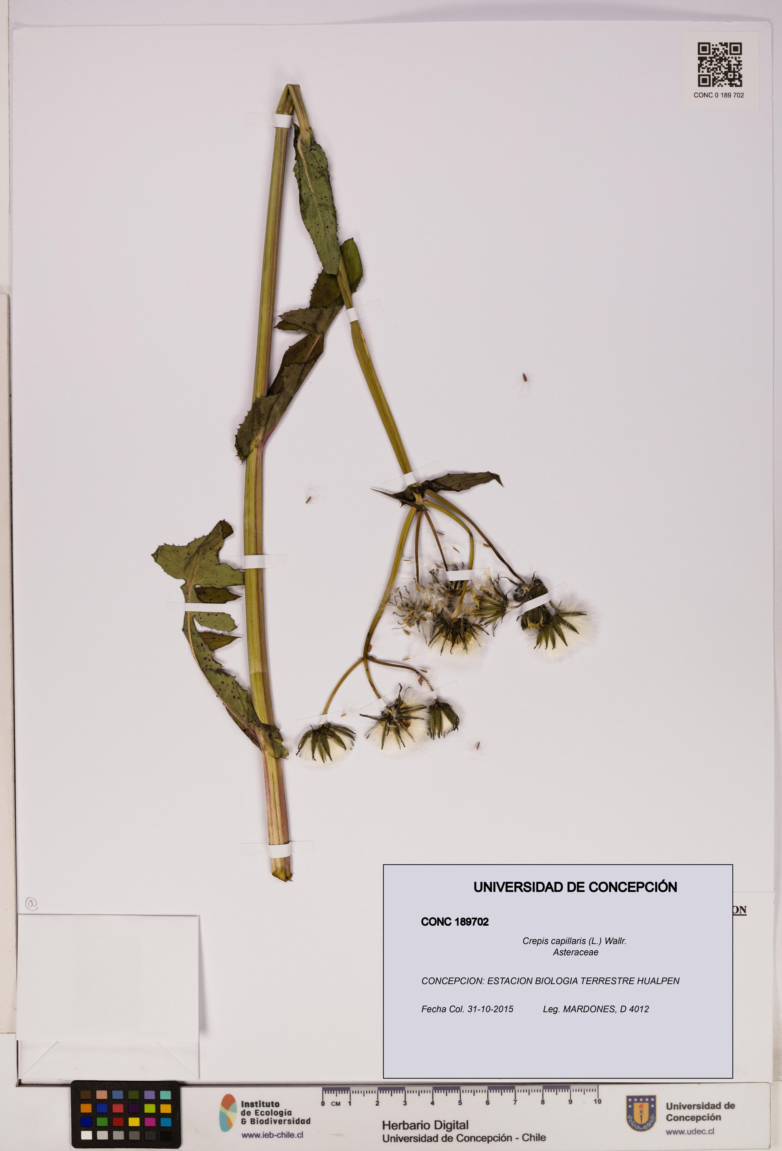 Crepis capillaris [Espécimen: UDEC:CONC:0189702]