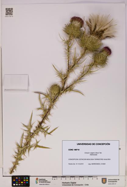 Cirsium vulgare [Espécimen: UDEC:CONC:0189710]