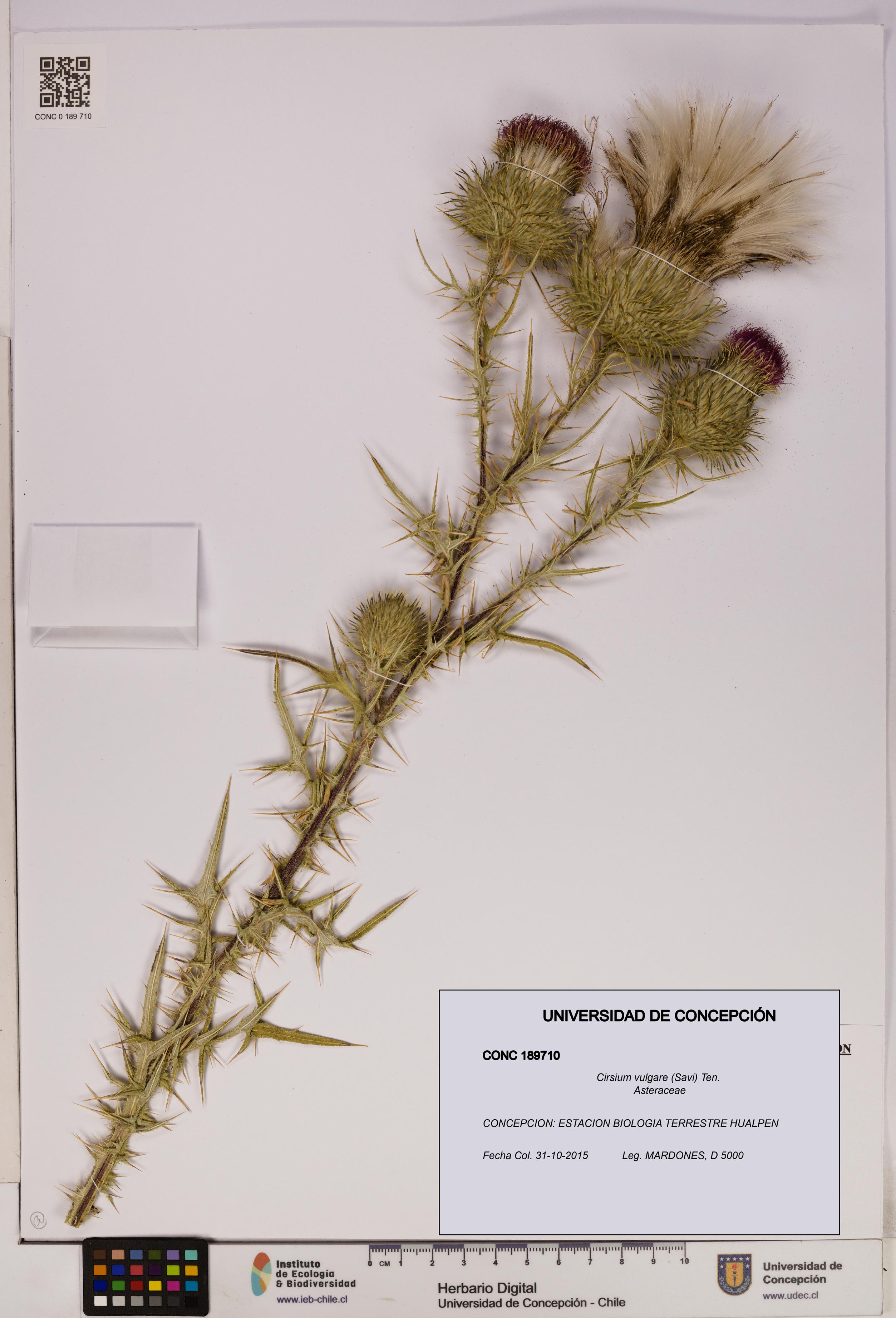 Cirsium vulgare [Espécimen: UDEC:CONC:0189710]