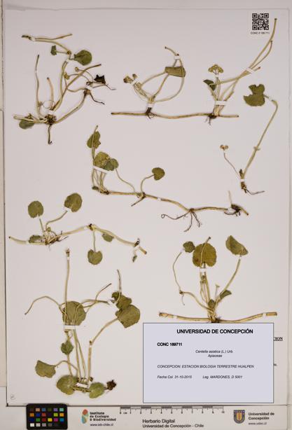 Centella asiatica [Espécimen: ]
