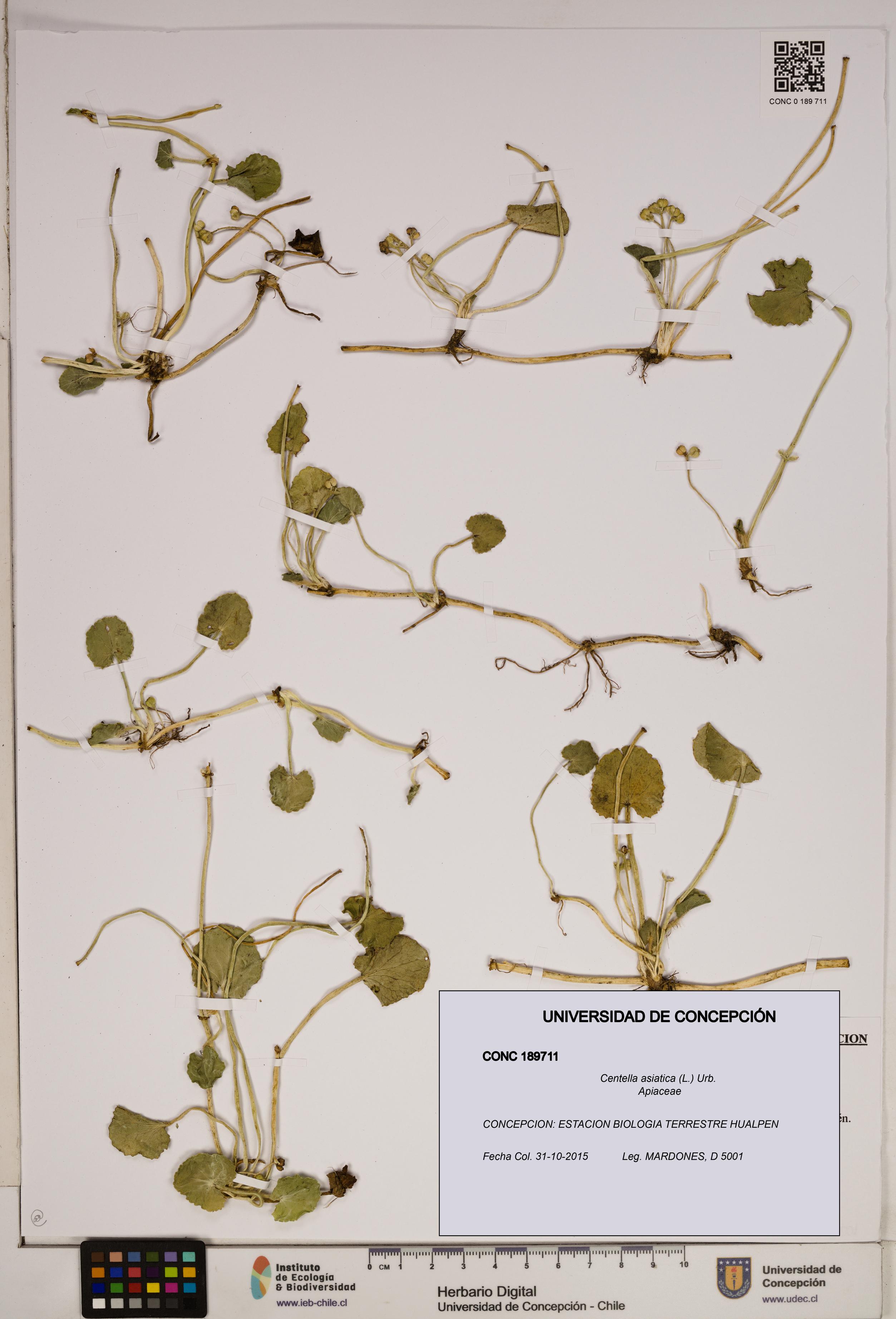 Centella asiatica [Espécimen: ]