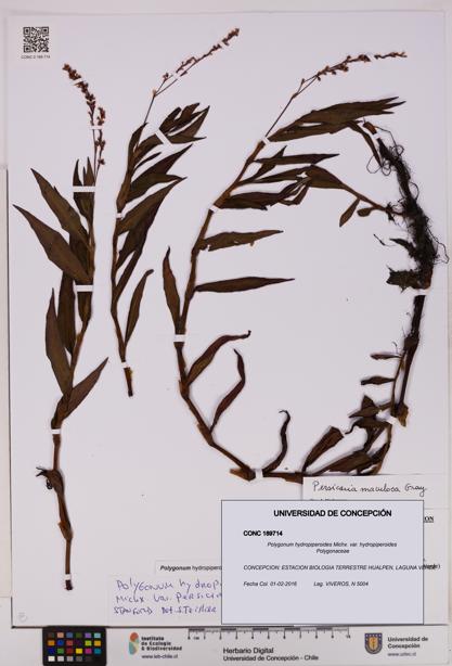 Polygonum hydropiperoides var. hydropiperoides [Espécimen: UDEC:CONC:0189714]