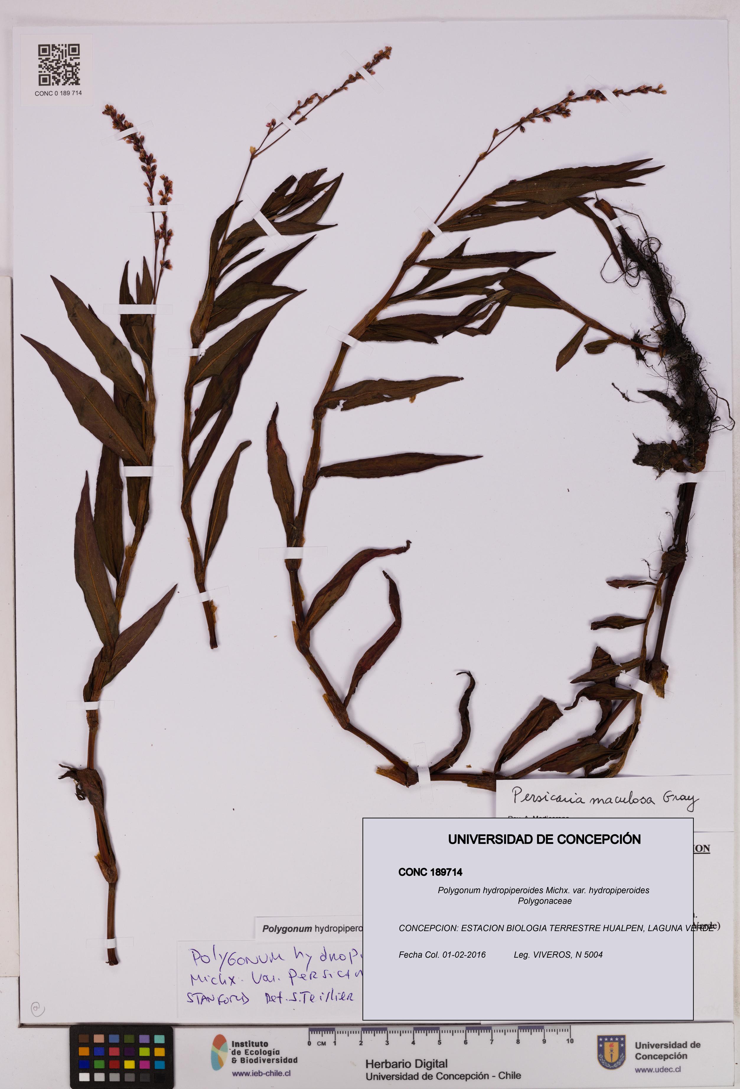 Polygonum hydropiperoides var. hydropiperoides [Espécimen: UDEC:CONC:0189714]