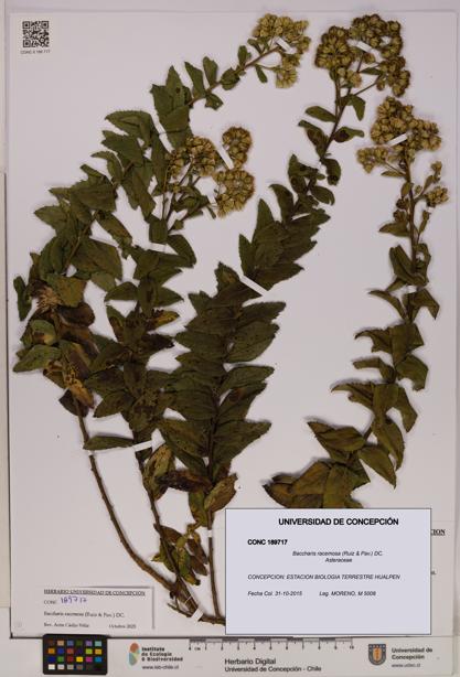 Baccharis racemosa [Espécimen: UDEC:CONC:0189717]