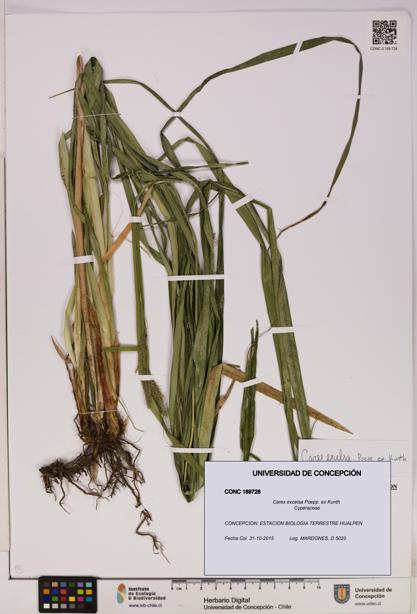 Carex excelsa [Espécimen: UDEC:CONC:0189728]