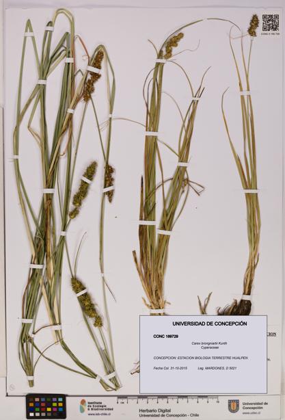 Carex brongniartii [Espécimen: UDEC:CONC:0189729]