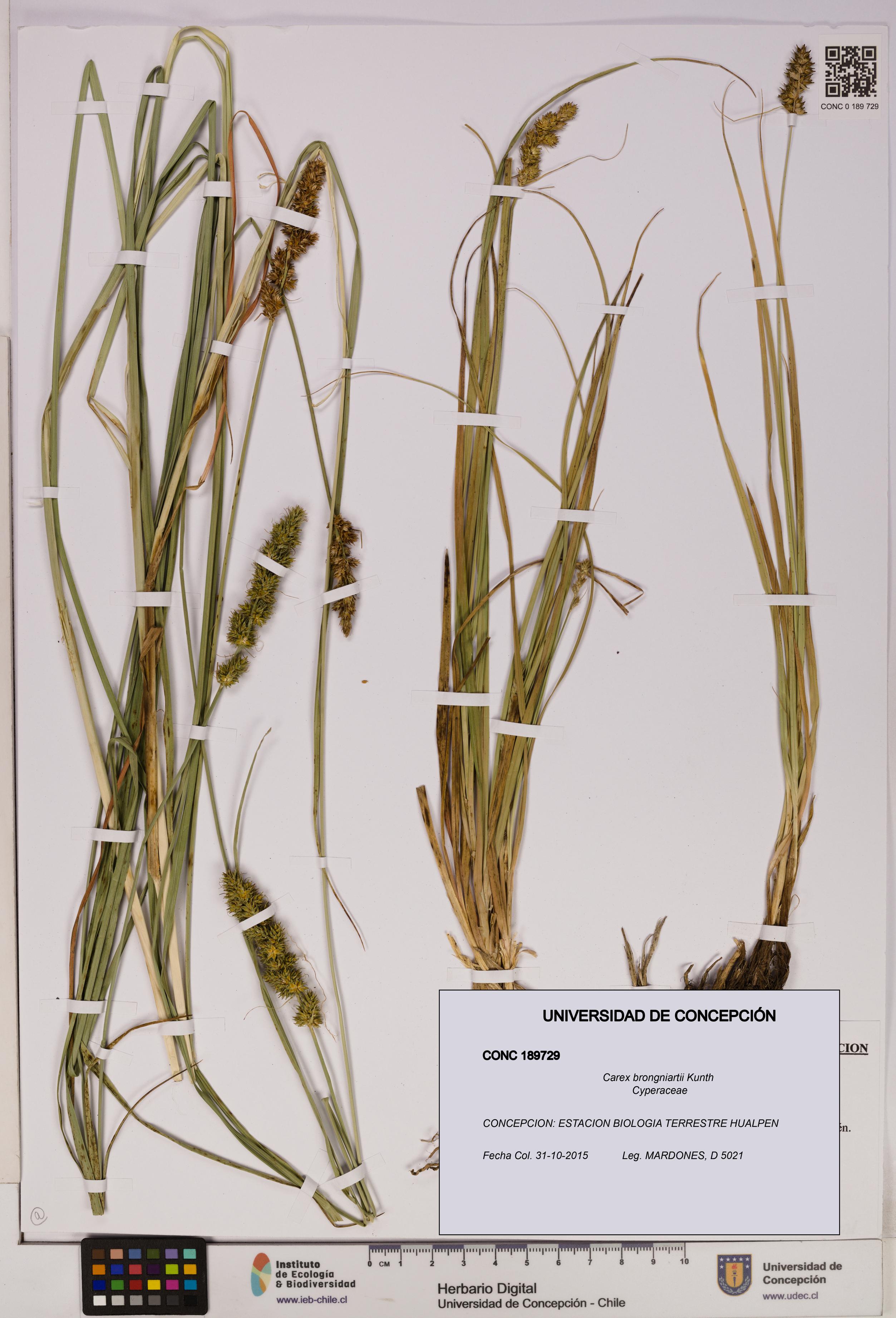 Carex brongniartii [Espécimen: UDEC:CONC:0189729]