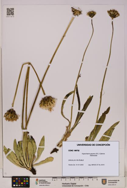 Hypochaeris gayana [Espécimen: UDEC:CONC:0189732]