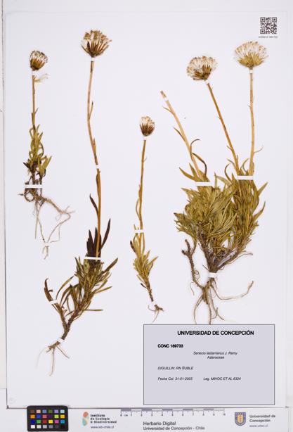 Senecio lastarrianus [Espécimen: ]