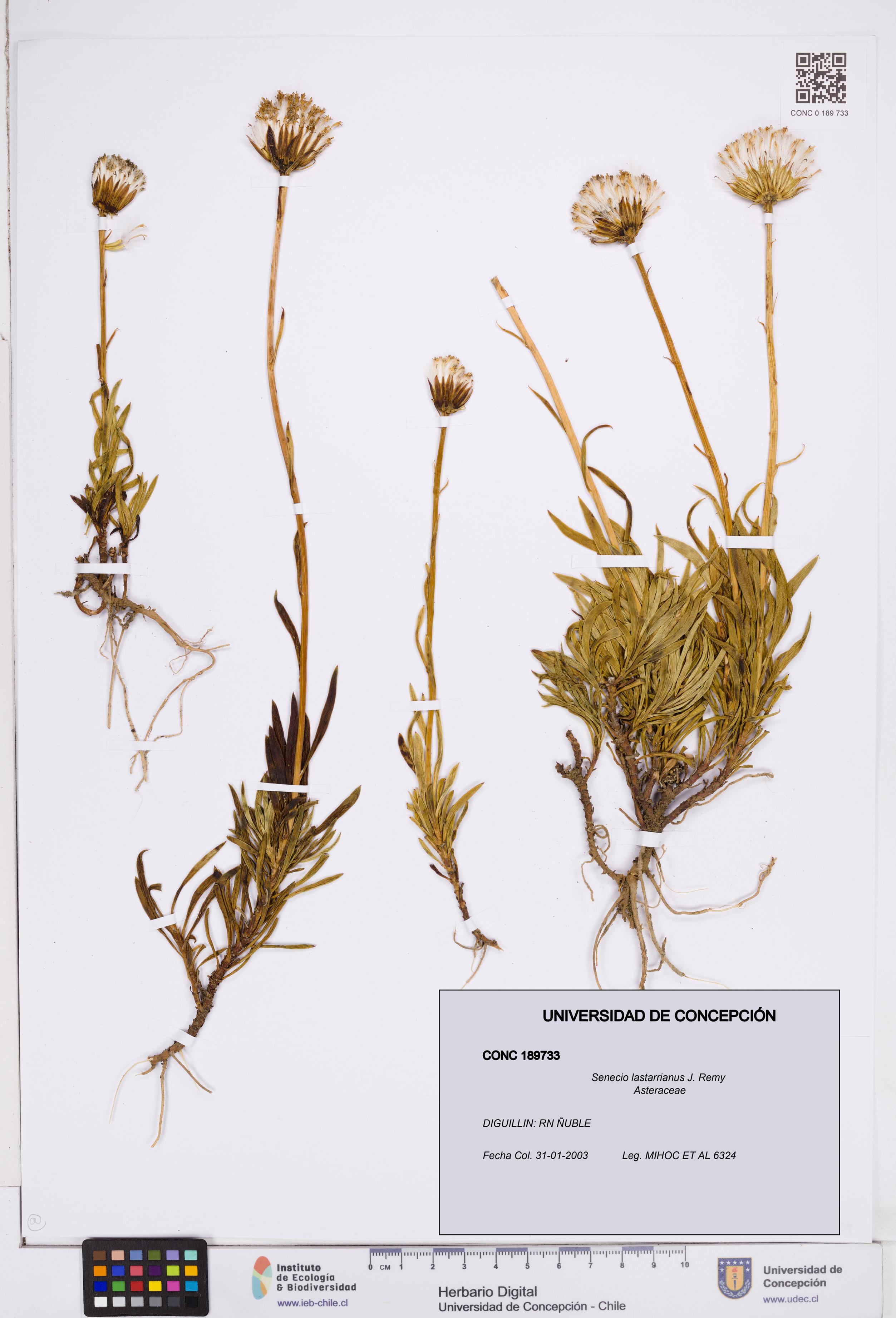 Senecio lastarrianus [Espécimen: ]
