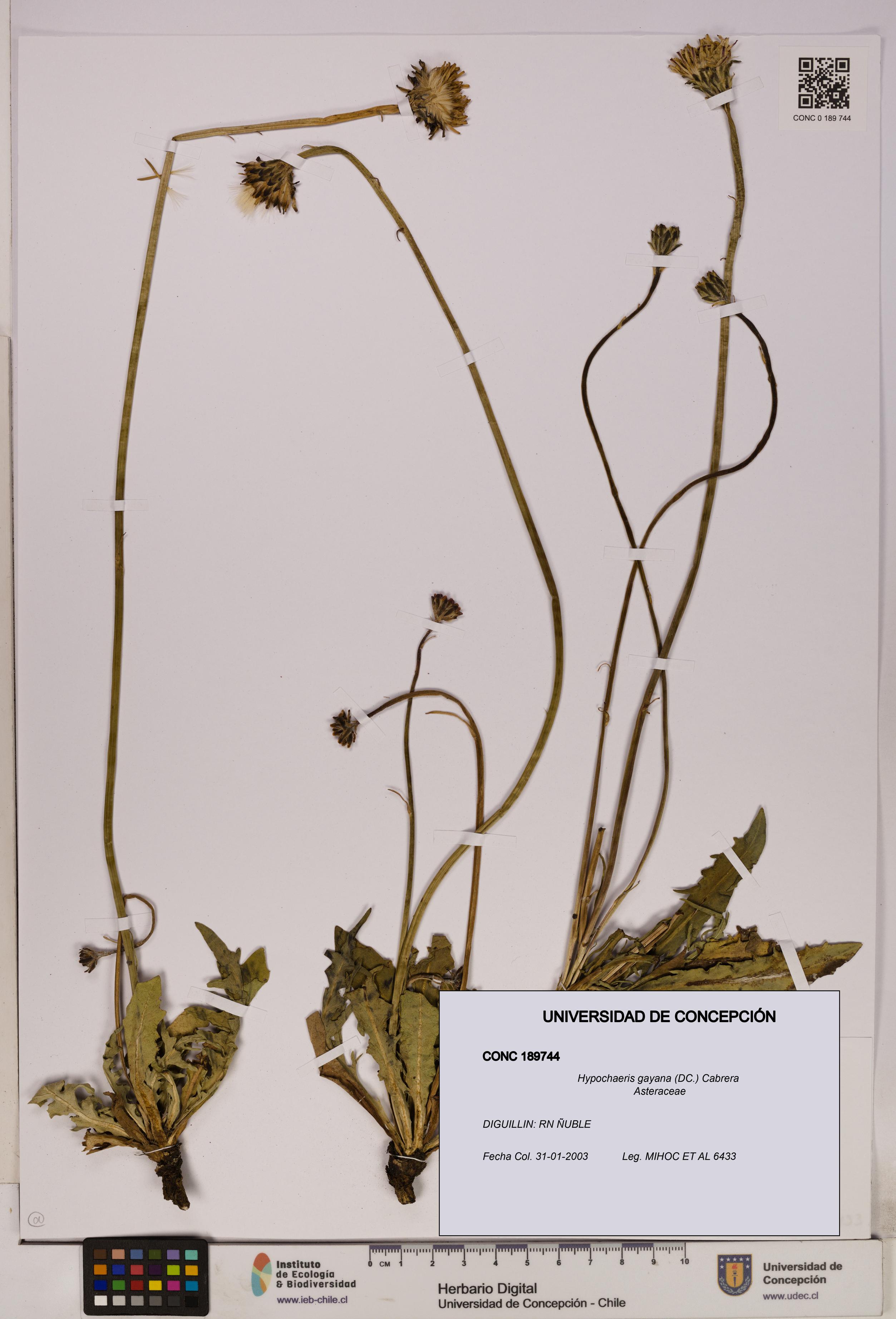 Hypochaeris gayana [Espécimen: UDEC:CONC:0189744]