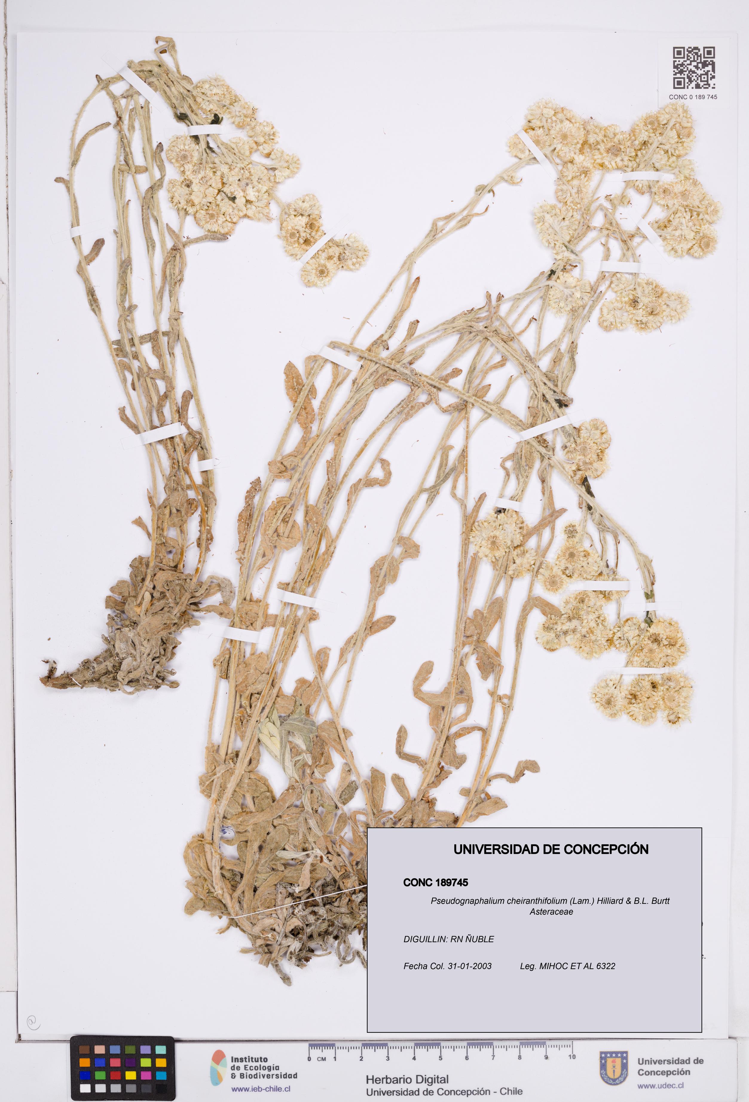 Pseudognaphalium cheiranthifolium [Espécimen: ]