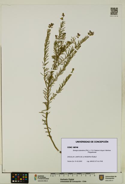 Senega subandina [Espécimen: UDEC:CONC:0189746]